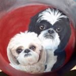 Two dogs red background