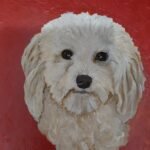 white dog on a red wall